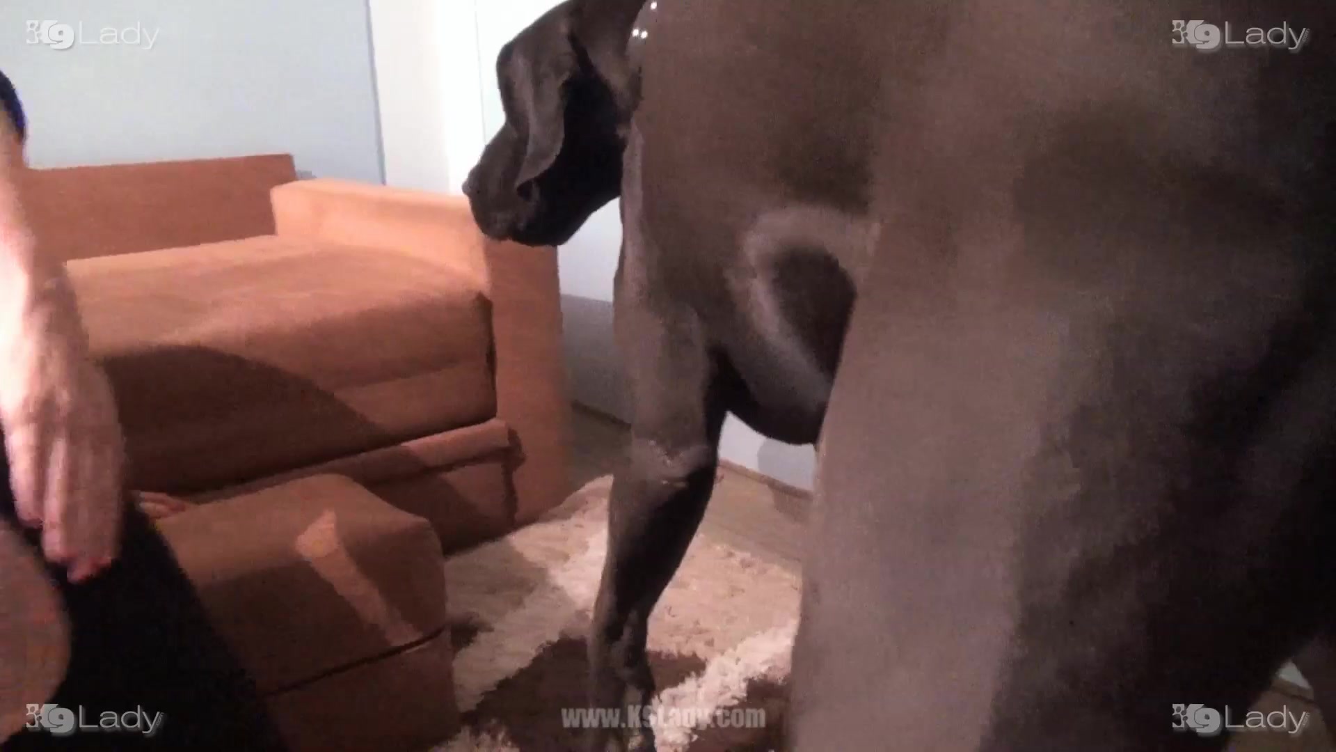 Zoo porn video with huge dog and milf in holey pants