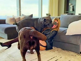 Video porno chien