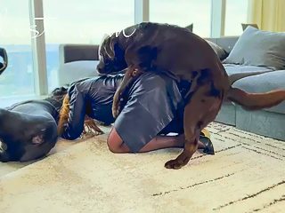 Video porno chien