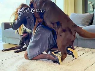 Video porno chien