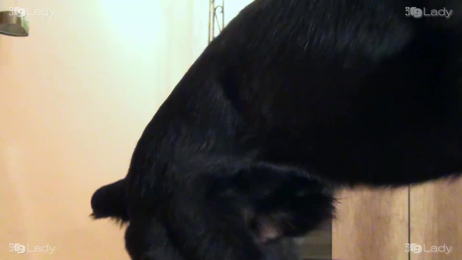 Femme a eu des relations sexuelles avec un chien sur webcam